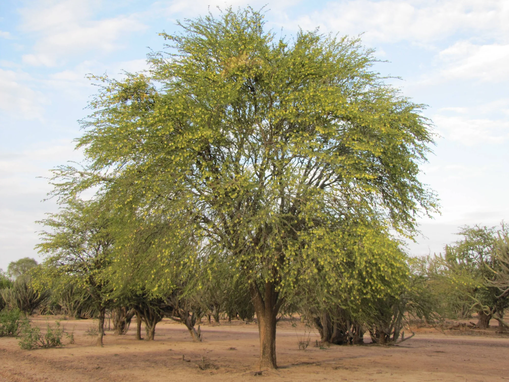 Árbol de copa amplia y follaje verde-amarillento en un terreno árido con suelo arenoso y otros árboles al fondo.