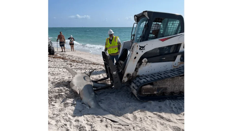 Trabajador con chaleco reflectante supervisa una miniexcavadora Bobcat que retira un tiburón muerto varado en la arena de una playa.