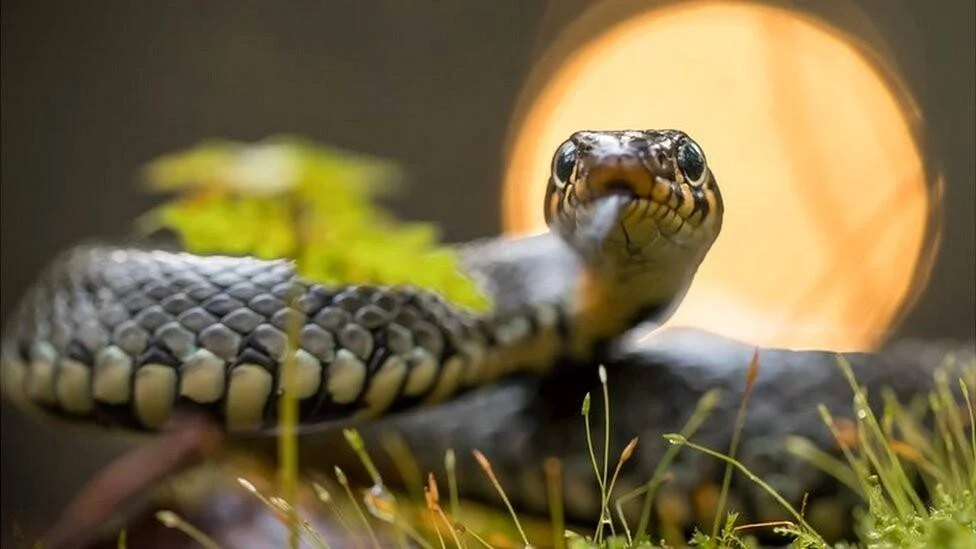 Serpiente oscura enroscada sobre musgo verde mira de frente a la cámara con una luna llena anaranjada al fondo.