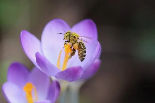 Una abeja cubierta de polen amarillo recoge néctar en el centro de una flor de crocus violeta.