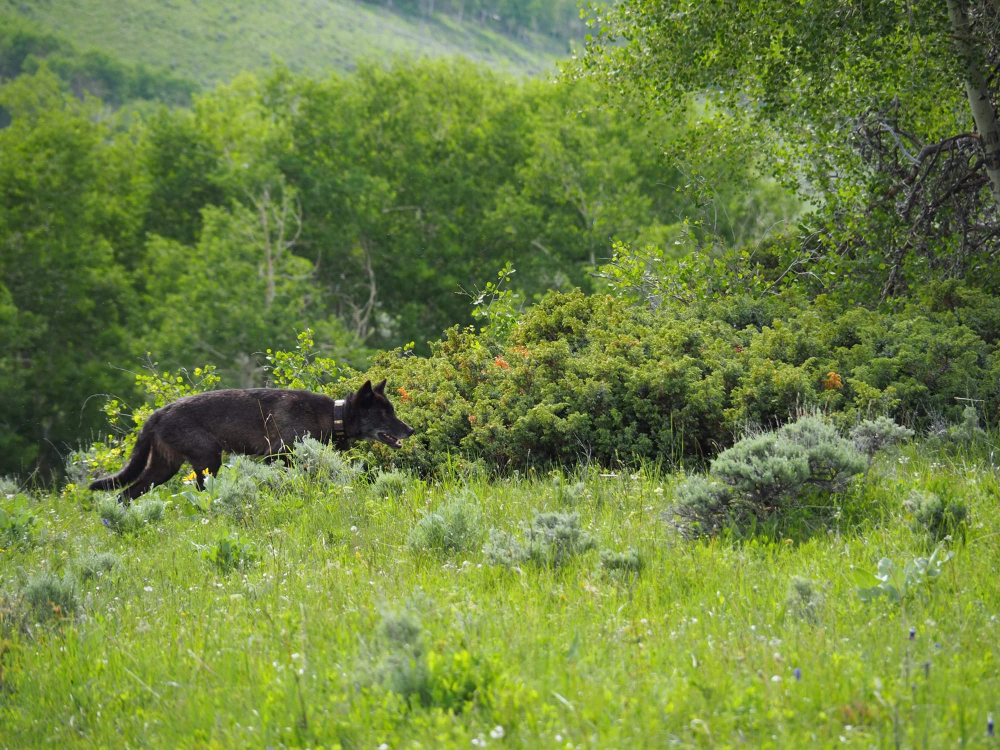 Lobo negro con collar de rastreo camina entre arbustos y hierba en un prado montañoso cubierto de vegetación.