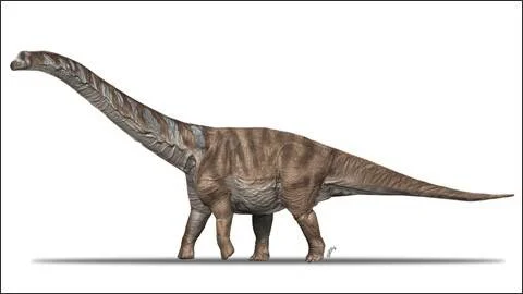 Reconstrucción artística de un dinosaurio saurópodo de cuello y cola largos sobre fondo blanco.