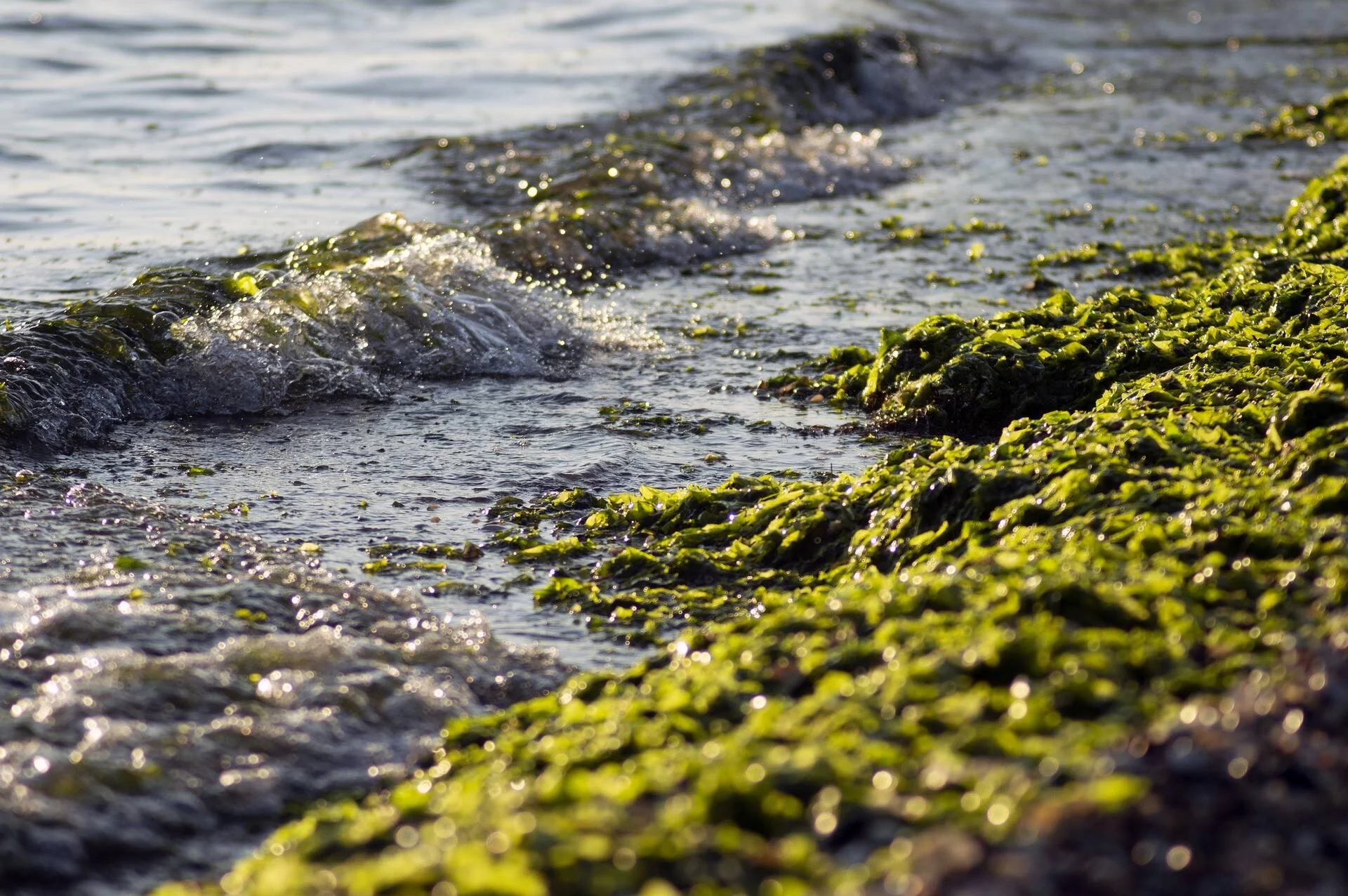 Olas del mar bañan rocas cubiertas de algas verdes en la orilla bajo la luz del sol.