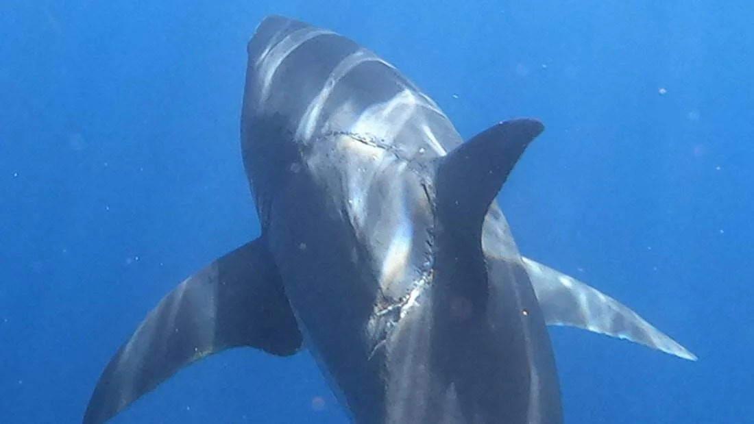Tiburón visto desde atrás bajo el agua con marcas de cortes visibles en su cuerpo, rodeado de agua azul profunda.