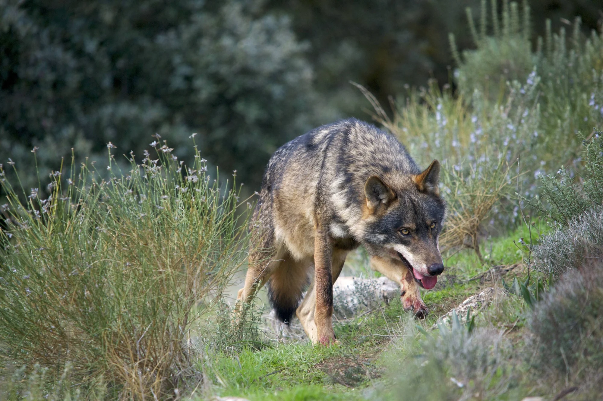 Lobo ibérico con restos de presa en la boca avanzando entre arbustos en su hábitat natural.