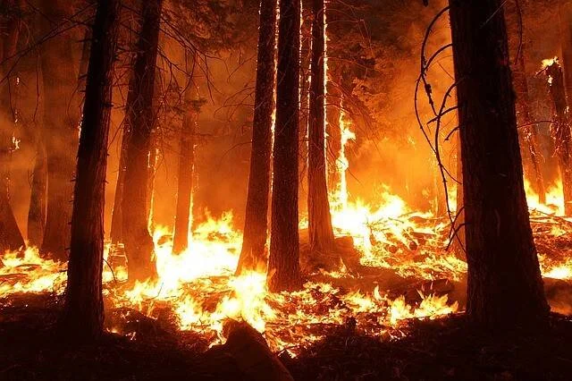 Intenso incendio forestal con llamas y brasas consumiendo el suelo y la vegetación entre altos árboles de noche.