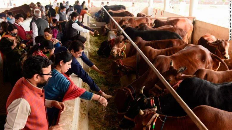 Grupo de personas con mascarillas alimenta vacas en un establo cubierto en India.