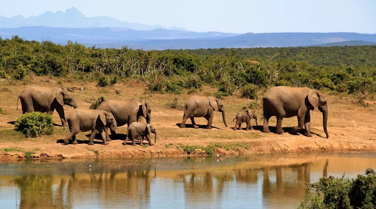 Grupo de elefantes adultos y crías caminando junto a un abrevadero en la sabana africana, con vegetación y montañas al fondo.