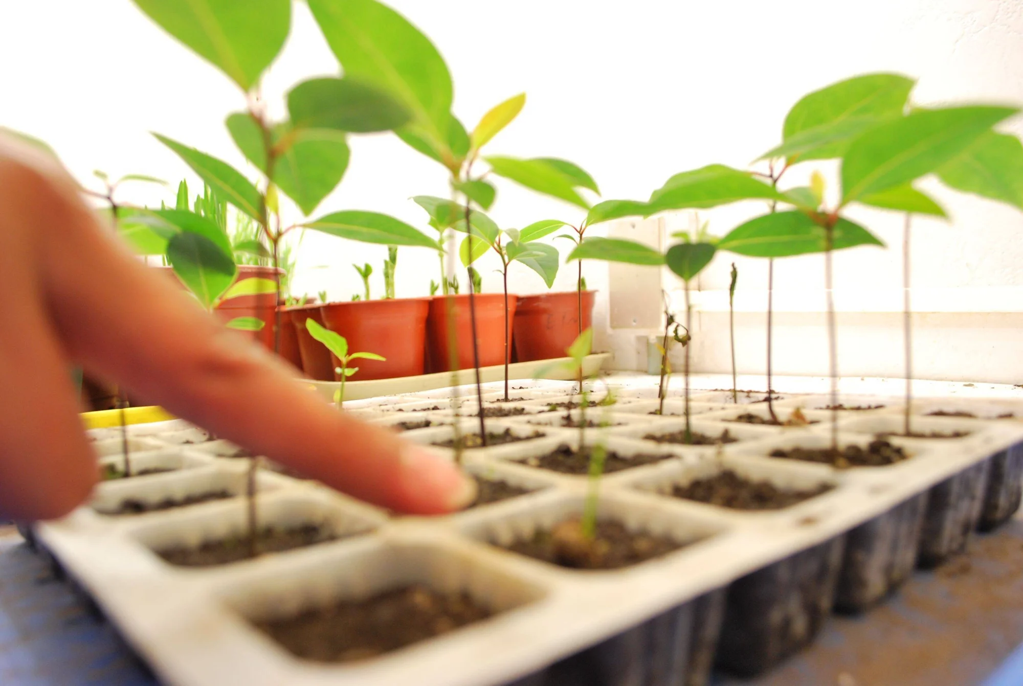 Una mano señala plántulas verdes que crecen en una bandeja de germinación con múltiples celdas, junto a macetas al fondo.