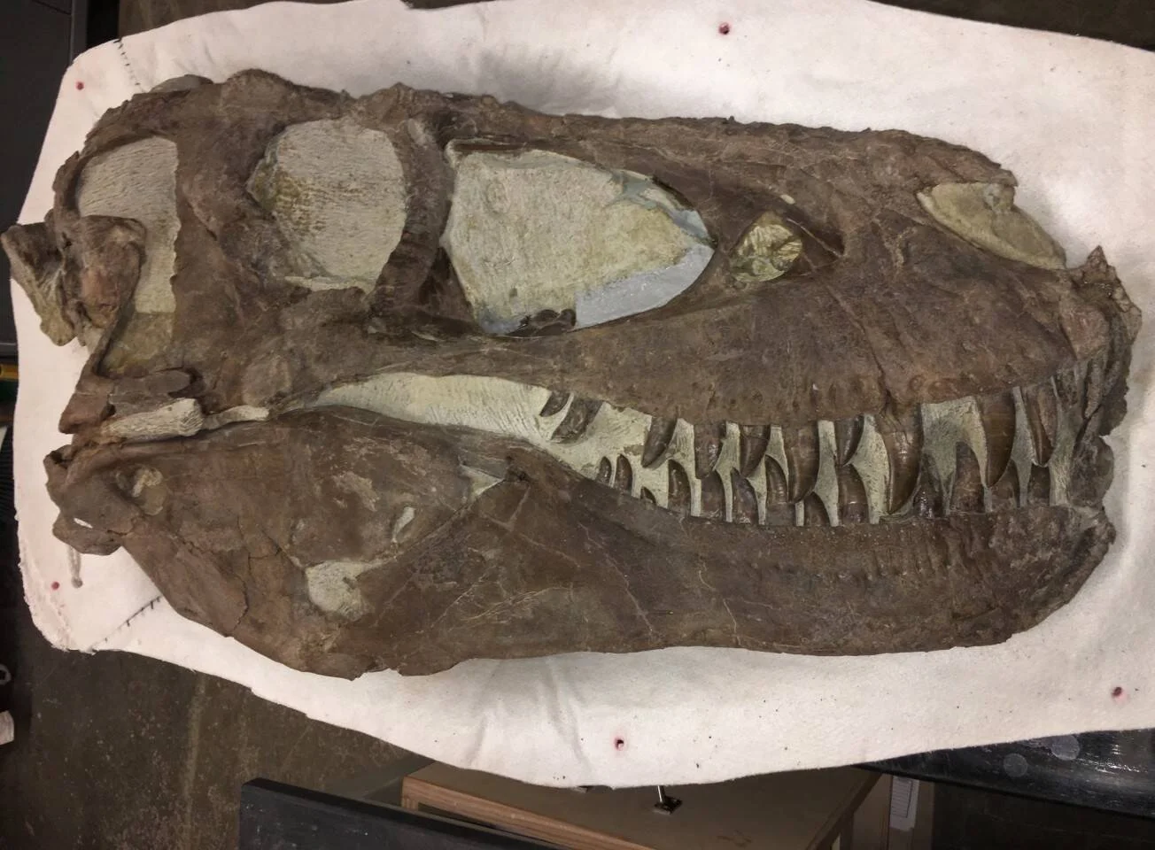 Cráneo fósil de un gran dinosaurio terópodo, con dientes bien conservados, apoyado sobre una tela blanca en un laboratorio.