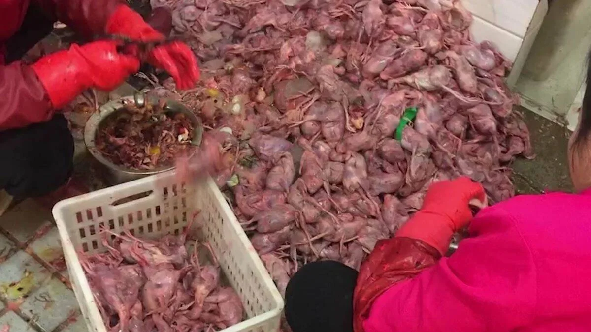 Trabajadores con guantes rojos clasifican una gran cantidad de ranas peladas en el suelo y en una cesta.