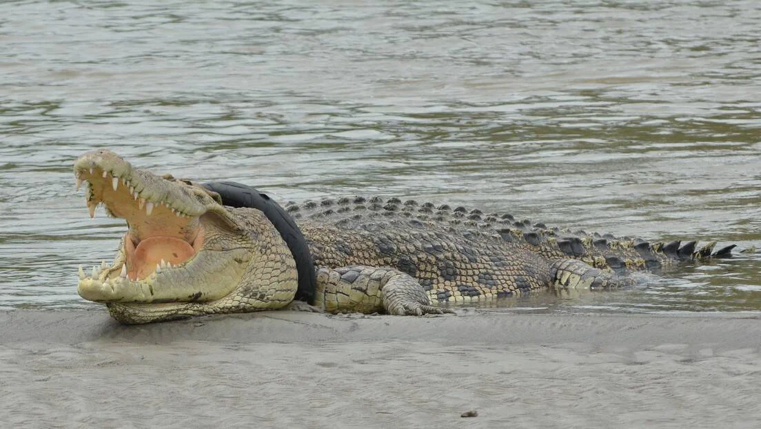 Cocodrilo con la boca abierta descansando en la orilla de un río con una llanta de goma atascada alrededor del cuello.