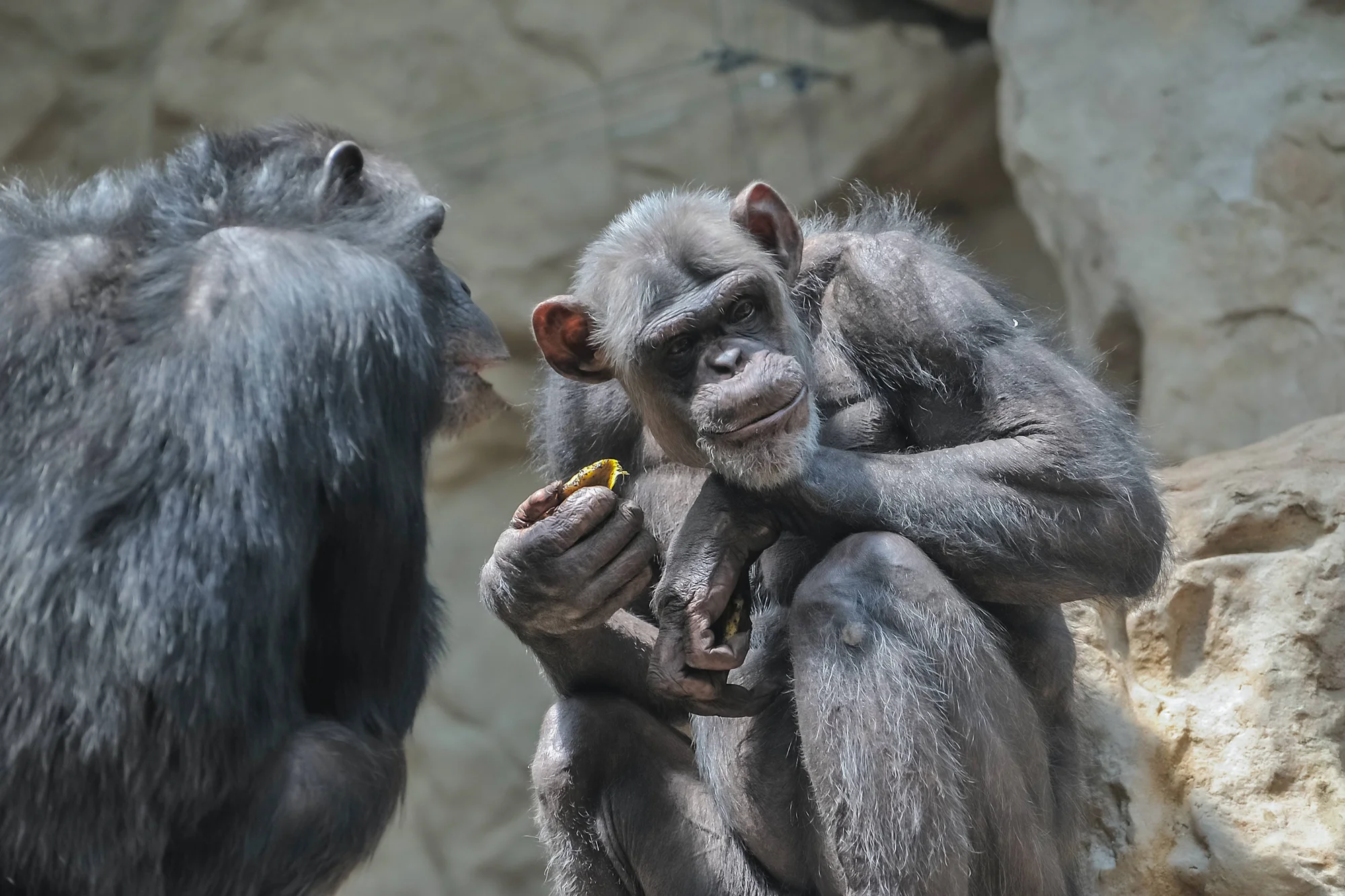Dos chimpancés interactúan mientras uno sostiene un pequeño trozo de comida amarilla, observados por un tercero, sobre rocas.