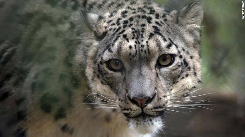 Leopardo de las nieves mira fijamente a la cámara con sus ojos dorados y pelaje manchado de blanco y negro.
