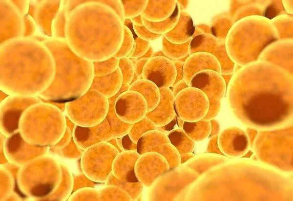 Representación tridimensional de células adiposas de color naranja agrupadas, vista microscópica.