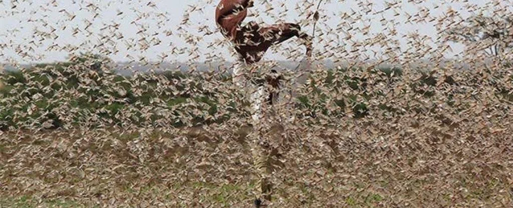 Una persona intenta espantar una enorme plaga de langostas que cubre por completo un campo de cultivo.