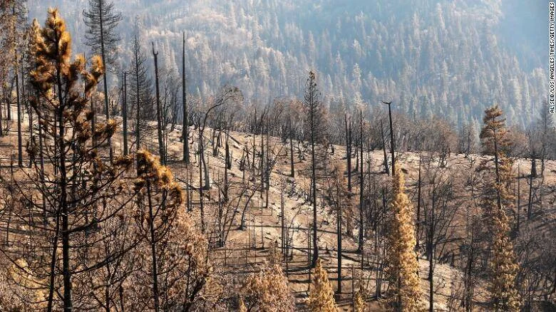 Ladera boscosa devastada por un incendio, con árboles carbonizados y suelo quemado entre colinas cubiertas de humo.