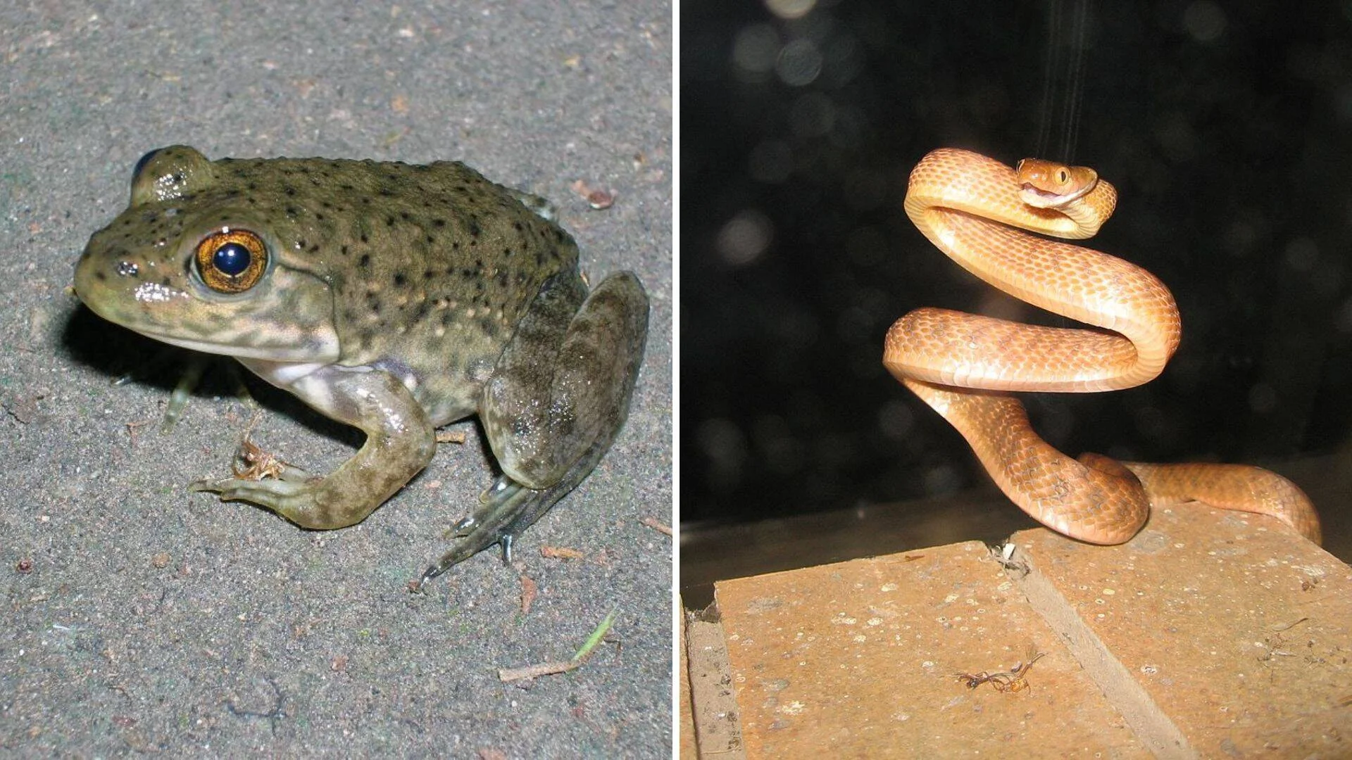 Collage de un sapo verde moteado sobre asfalto y una serpiente marrón enroscada sobre una superficie de ladrillo, fotografiados de noche.