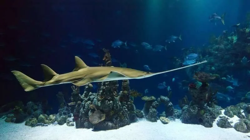 Un pez sierra nada sobre un arrecife de coral en un gran acuario, rodeado de numerosos peces en aguas azules.