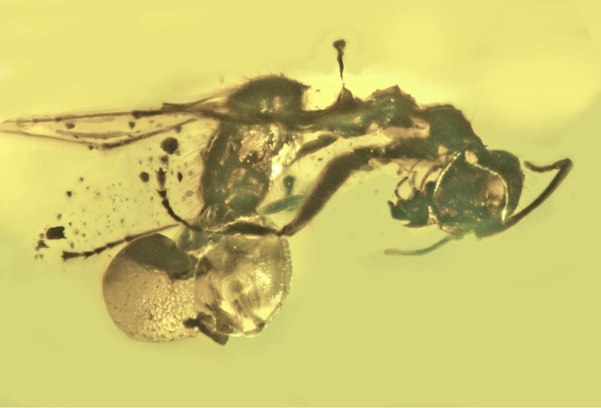 Insecto con alas y antenas atrapado y conservado en ámbar, visto bajo microscopio con fondo amarillo verdoso.