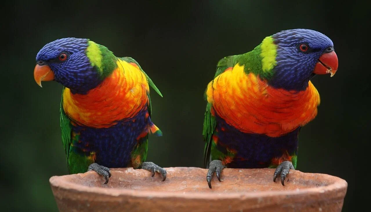 Dos loros arcoíris con plumaje azul, verde, naranja y amarillo posados sobre un recipiente de terracota, mirando en direcciones opuestas.