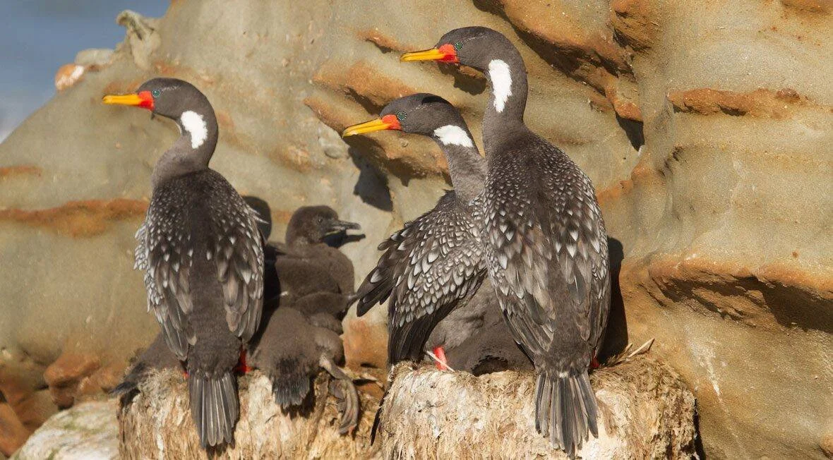 Tres cormoranes de pico rojo y naranja posados sobre una roca junto a sus polluelos, frente a una pared de piedra arenisca.