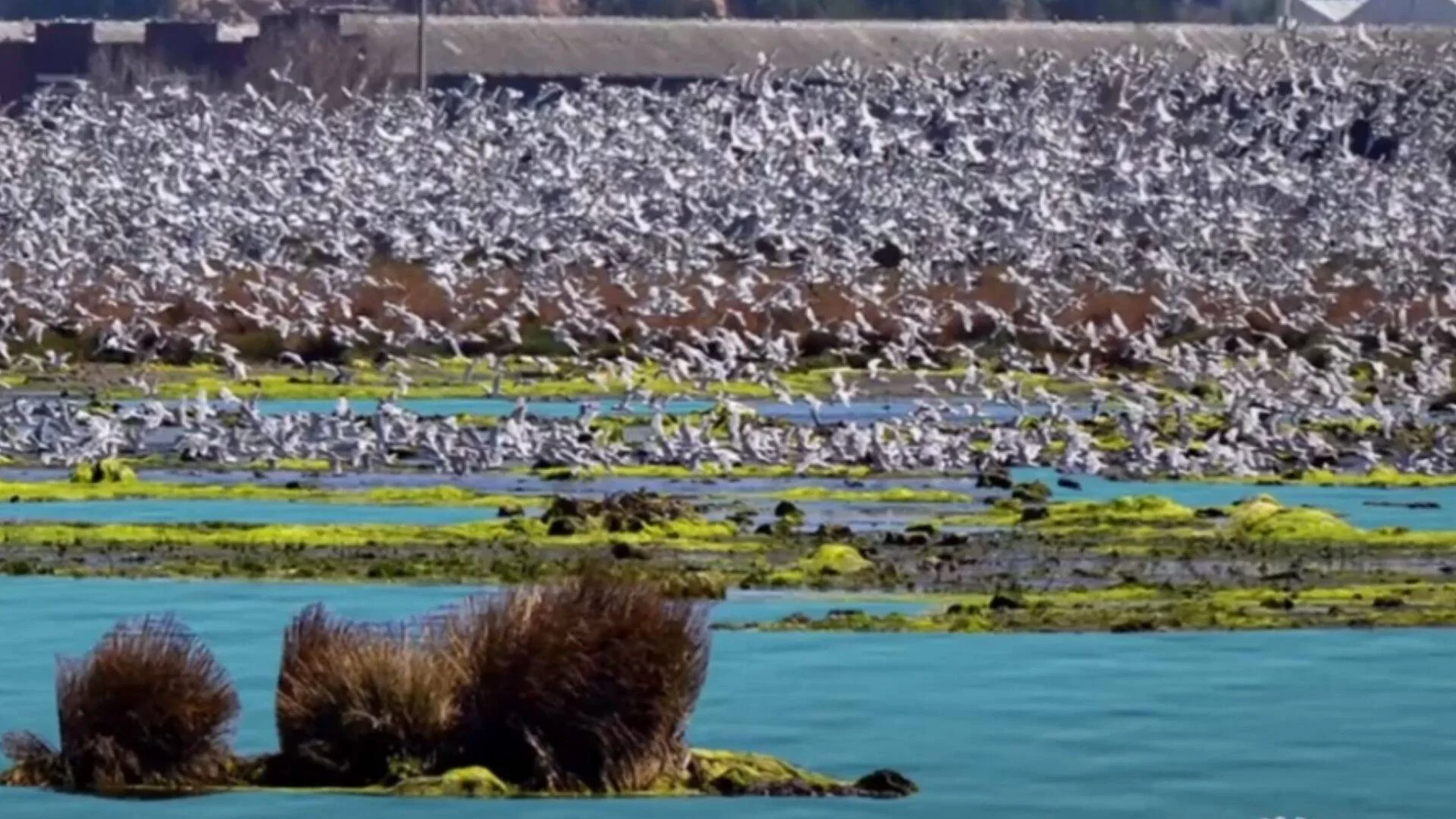 Miles de aves blancas vuelan y se posan sobre un humedal de aguas turquesas con vegetación verde y marrón.