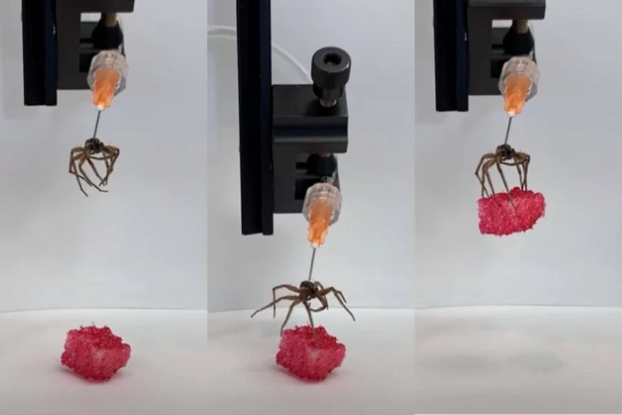 Secuencia de tres imágenes muestra una araña muerta usada como gripper robótico levantando un trozo de material rojo esponjoso mediante una jeringa neumática.