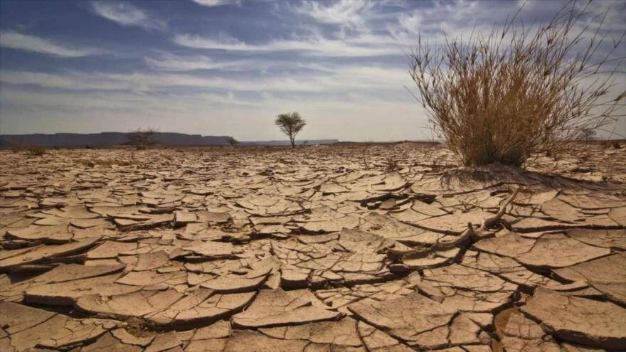 Tierra reseca y agrietada en un paisaje árido con arbustos secos y un árbol solitario al fondo bajo cielo nublado.