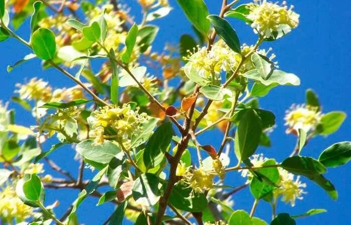 Ramas de árbol con pequeñas flores amarillas y hojas verdes brillantes contra un cielo azul despejado.