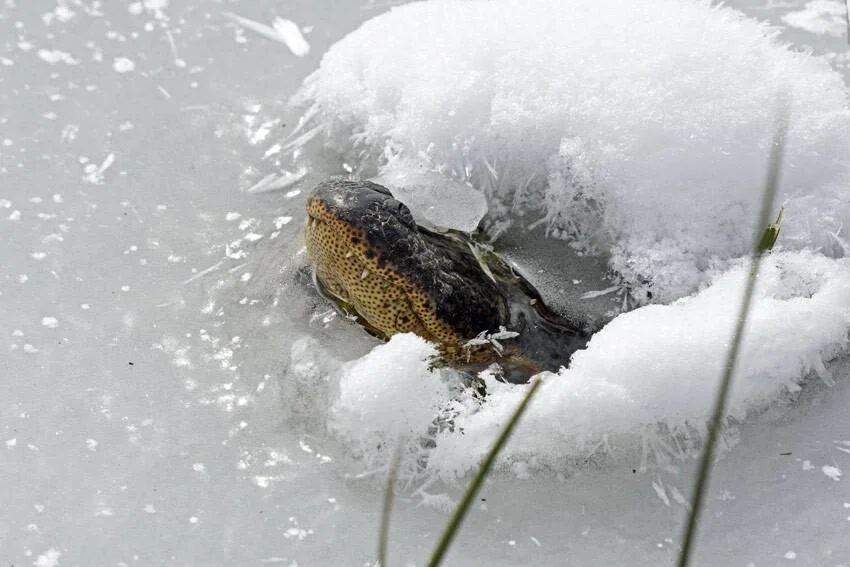 Una rana con piel manchada queda atrapada entre hielo y nieve durante una helada invernal.