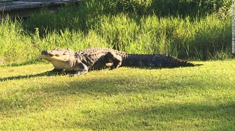 Un gran caimán americano descansa sobre hierba verde junto a vegetación densa, fotografiado por la Universidad de Georgia Coastal Ecology Lab.