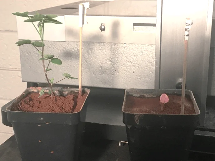 Dos macetas negras con plántulas en distintas etapas de crecimiento, colocadas frente a un equipo de laboratorio.