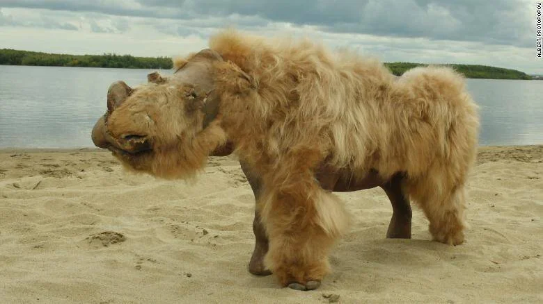 Espécimen momificado de cría de rinoceronte lanudo con pelaje marrón dorado, hallado en Siberia, sobre una playa de arena.