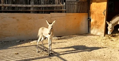 Cría de burro de pocos días de vida parada en un corral de tierra junto a un establo, con un burro adulto al fondo.
