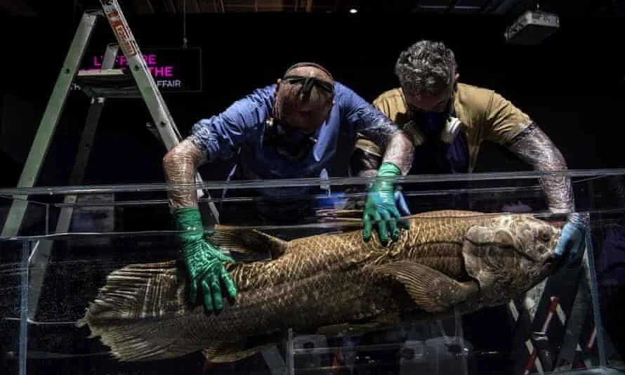 Dos personas con guantes verdes colocan un gran pez de escamas gruesas dentro de un tanque de cristal en un espacio de exposición.