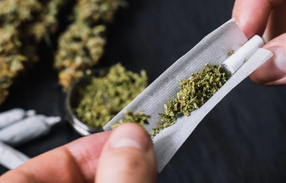 Manos enrollando un cigarrillo de marihuana con cogollos de cannabis desenfocados al fondo.