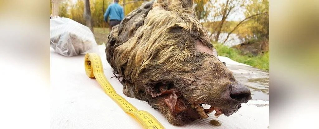 Cabeza momificada de un lobo prehistórico con pelaje intacto y dientes visibles, junto a una cinta métrica amarilla para indicar su tamaño.