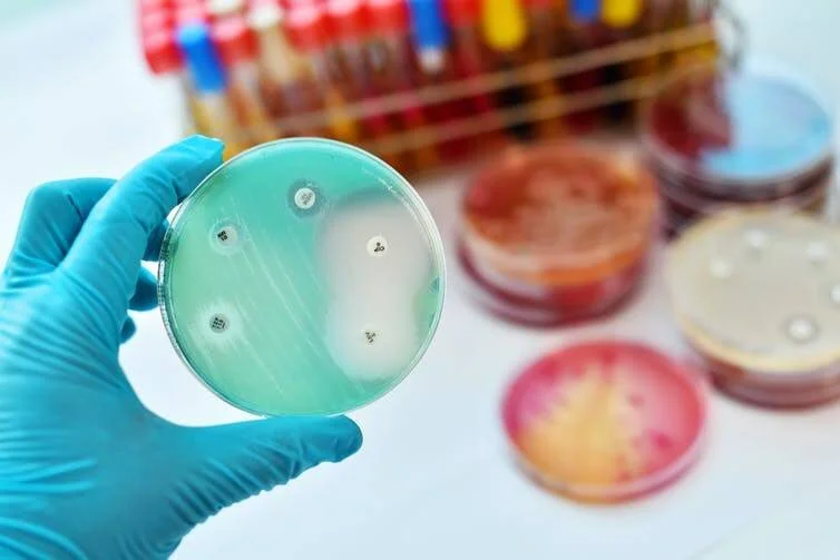 Mano con guante azul sostiene una placa de Petri con discos de antibiograma, rodeada de otras placas de cultivo en laboratorio.
