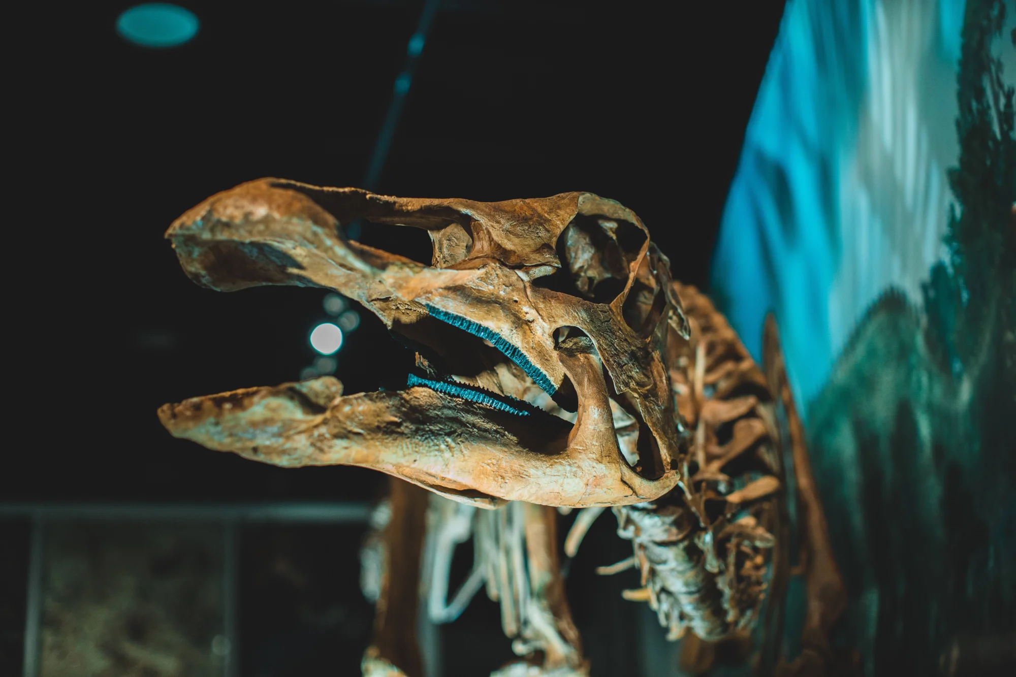 Cráneo fósil de dinosaurio con mandíbula abierta expuesto en sala de museo con iluminación tenue.