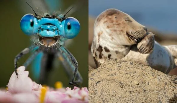 Libélula azul de ojos prominentes sobre una flor, junto a una foca moteada recostada sobre una roca con expresión relajada.