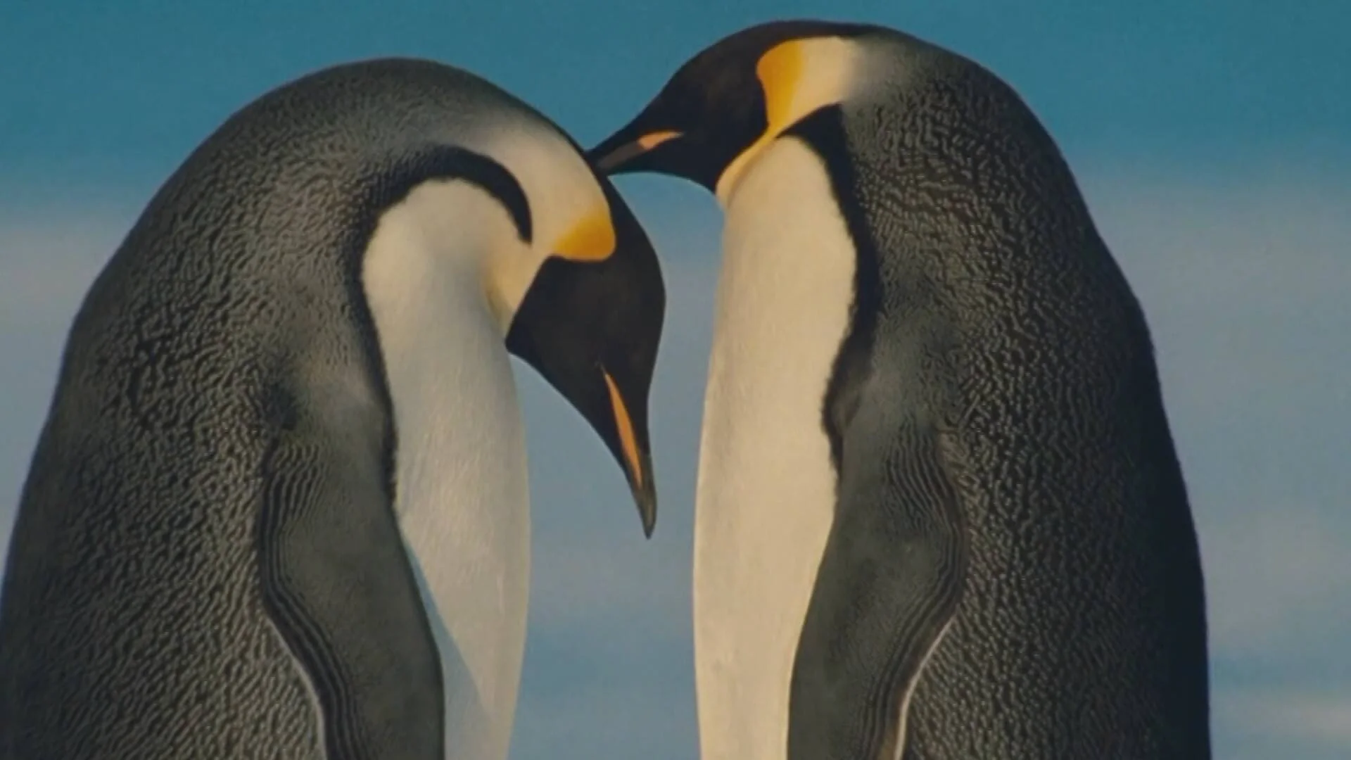 Dos pingüinos emperador se rozan los picos formando una figura de corazón con sus cuerpos, bajo un cielo azul antártico.