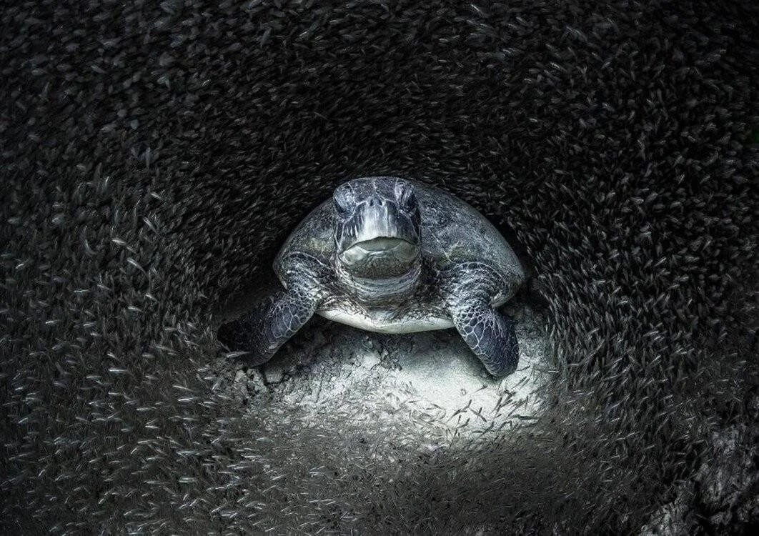 Tortuga marina en el fondo marino, completamente rodeada por un denso cardumen de pequeños peces que forman un túnel oscuro a su alrededor.
