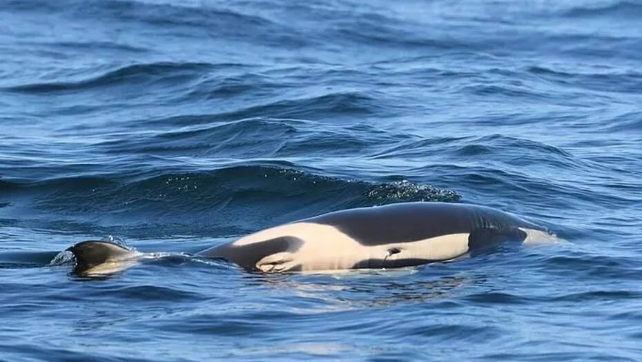 Una orca muestra su vientre blanco y lomo negro mientras nada cerca de la superficie del mar azul.