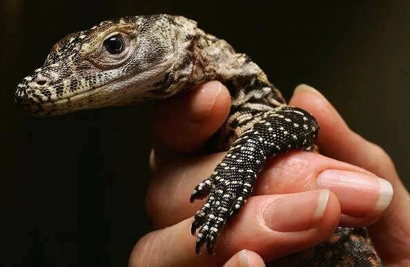 Una persona sostiene con cuidado un pequeño lagarto monitor de escamas moteadas en blanco y negro, mostrando sus garras y piel detallada.