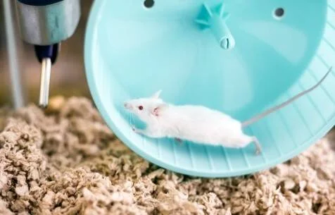 Ratón blanco de laboratorio corriendo en una rueda de ejercicio celeste sobre lecho de virutas.