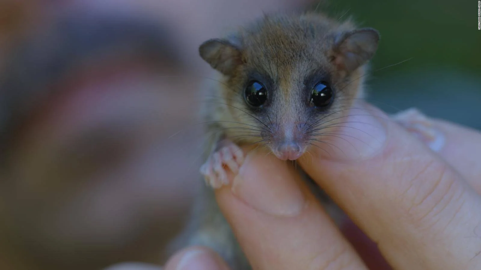 Un diminuto lemur ratón de ojos grandes y pelaje marrón es sostenido delicadamente entre los dedos de una persona.