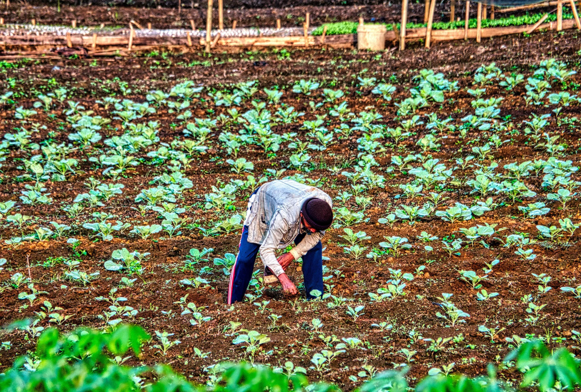 Agricultor inclinado trabajando manualmente entre hileras de plantas de repollo en un campo de cultivo.