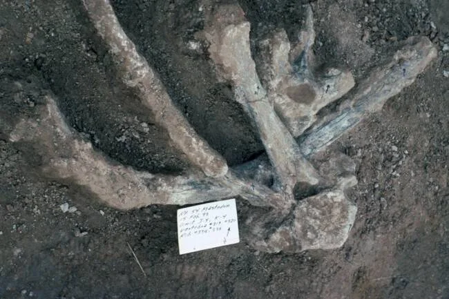 Huesos fósiles parcialmente enterrados en suelo oscuro junto a una etiqueta de identificación de hallazgo paleontológico.
