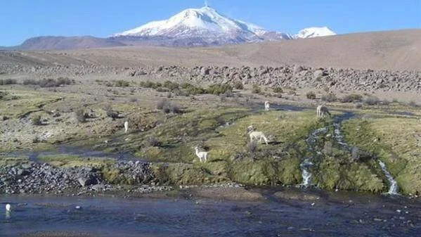 Vicuñas pastando en un bofedal andino junto a un arroyo, con un volcán nevado al fondo.